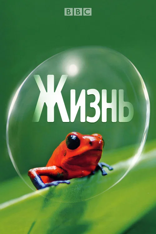 Жизнь